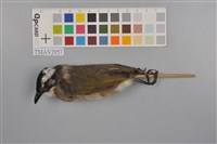 藏品(白頭翁)的圖片